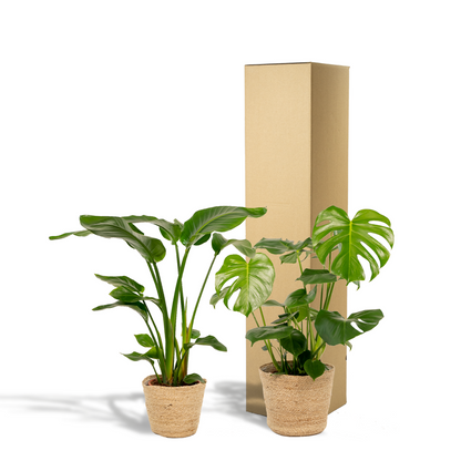 Plantenmix Strelitzia Nicolai Ø19cm 85cm Monstera Deliciosa Ø21cm 75cm mand Selin