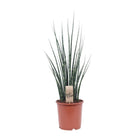 Sansevieria Mikado 70 cm potmaat 19 cm