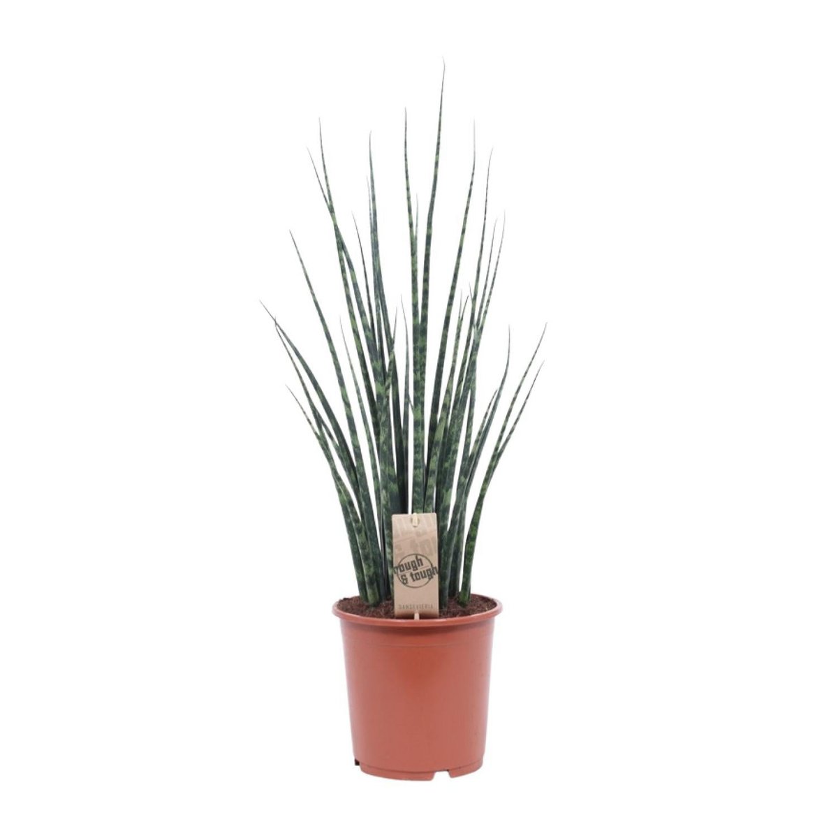 Sansevieria Mikado 70 cm potmaat 19 cm