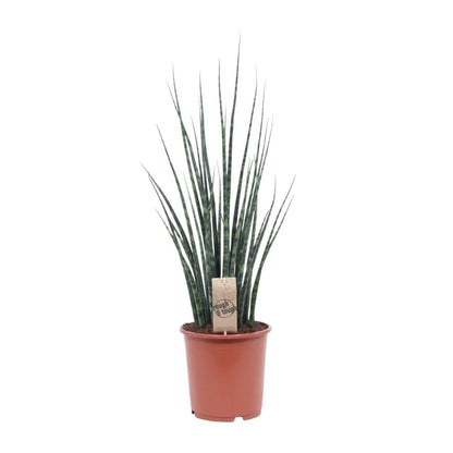 Sansevieria Mikado 70 cm potmaat 19 cm