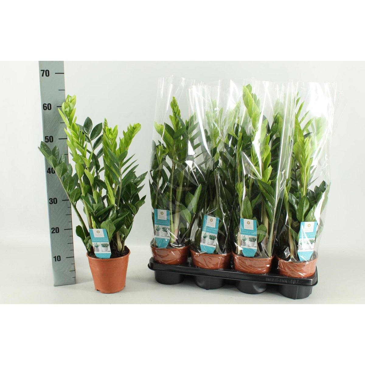 Zamioculcas kamerplant 65 cm potmaat 14 cm