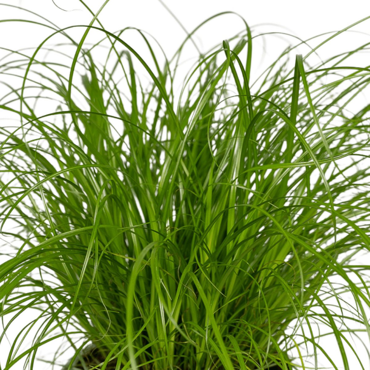 2x Cyperus Alternifolius - Kattengras - 20cm - ø12