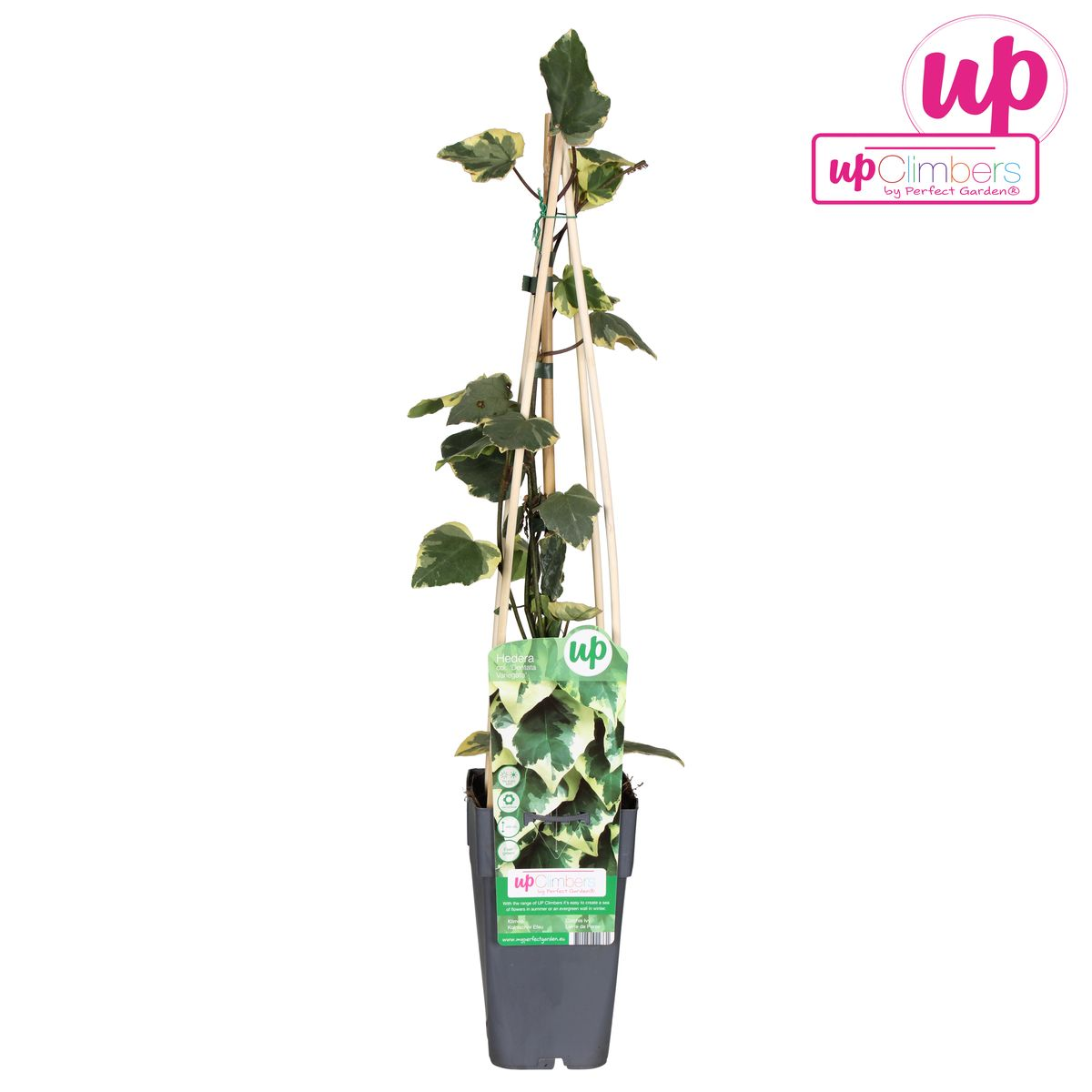 Klimop Hedera Colchica 'dentata variegata' Ø15cm ↕65cm