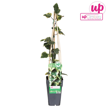 Klimop Hedera Colchica 'dentata variegata' Ø15cm ↕65cm