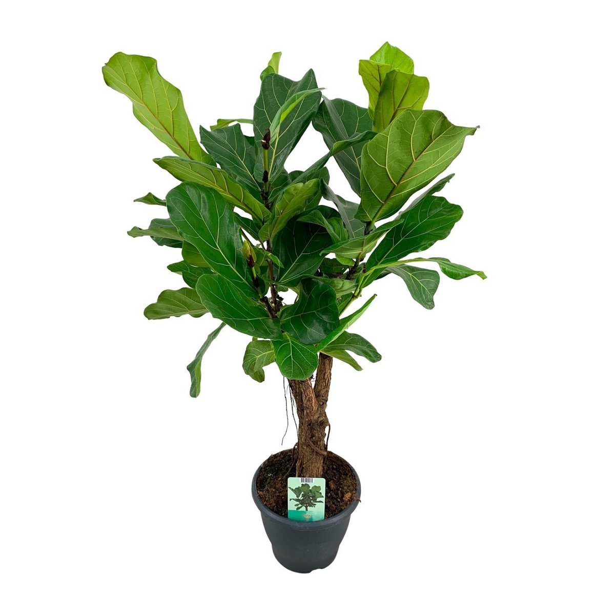WSTKB [P26-H100] Ficus Lyrata