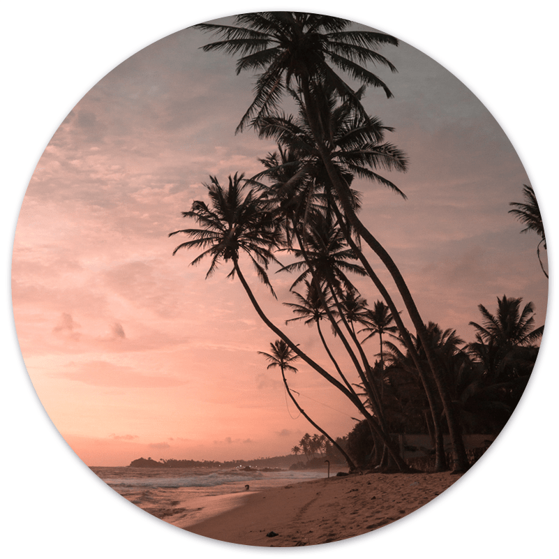 Wall circle palm sunset