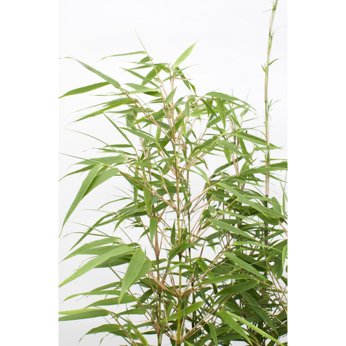 Fargesia rufa - Niet woekerende bamboe - Ø29cm - ↕80cm - Ø14 - ↨40cm