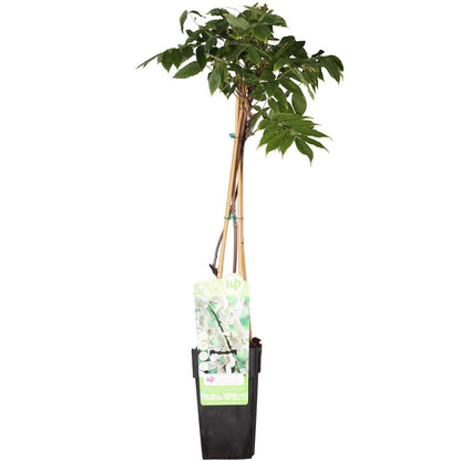 Klimplant Wisteria Alba 65 cm Ø15 cm