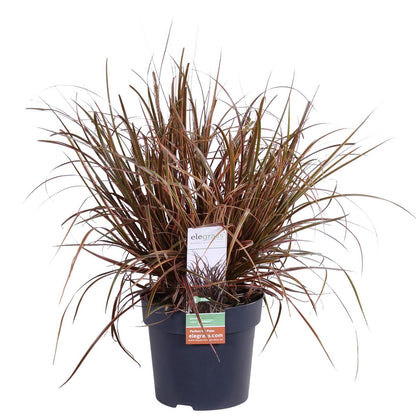 Unknown red Everflame - Ø19cm - ↕40cm - Ø14 - ↨30cm
