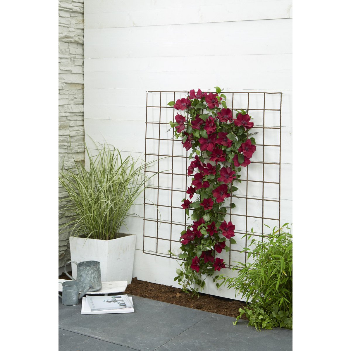 Clematis Nubia - Clematis eVison Red - Ø15cm - ↕65cm - Ø15 - ↨65cm