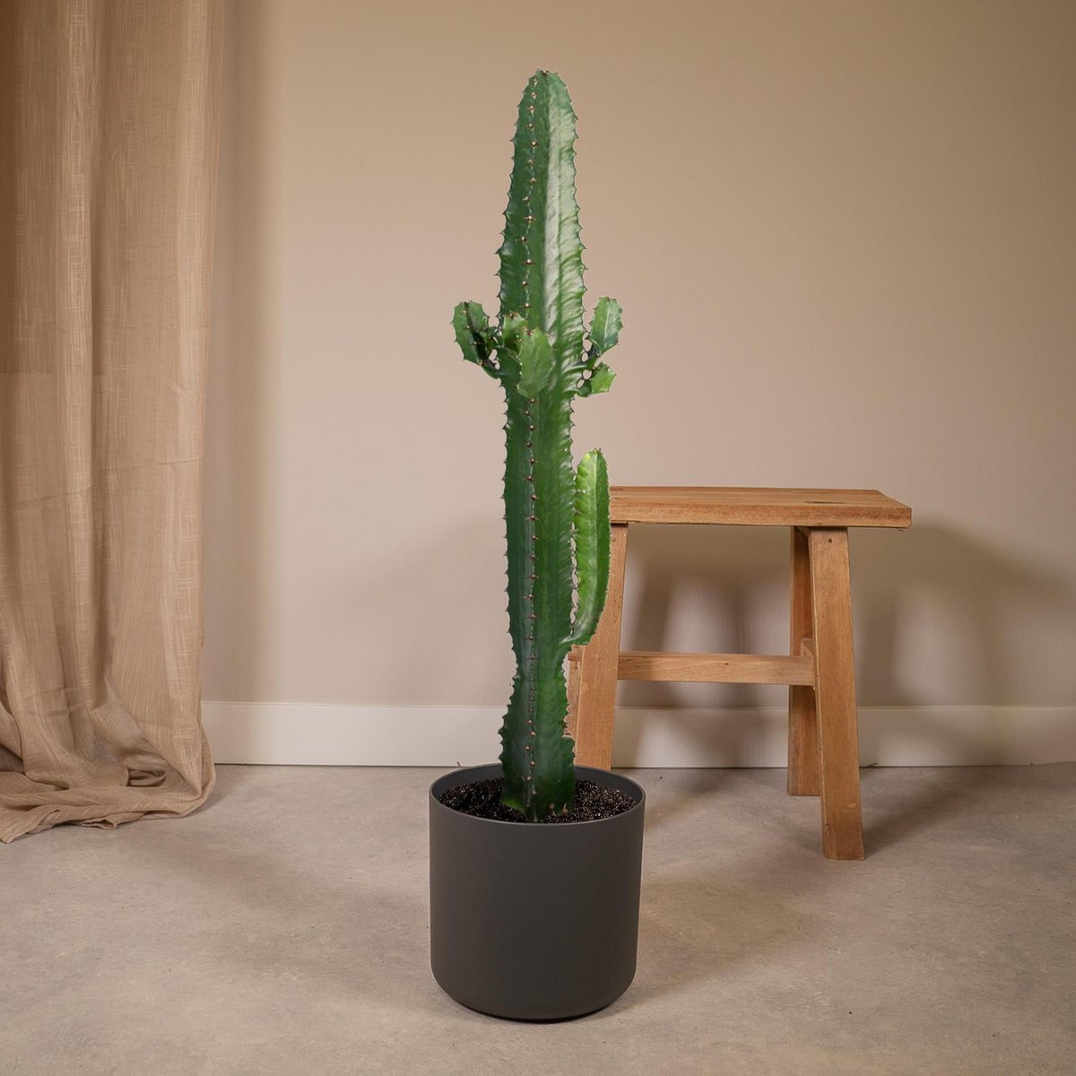 Cactus Euphorbia Acrurensis Ø17cm 50cm