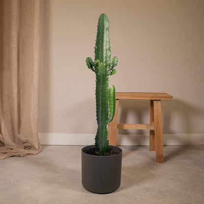 Cactus Euphorbia Acrurensis Ø17cm 50cm