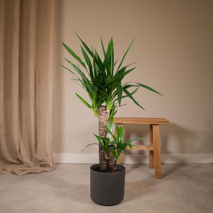 Yucca Elephantipes - Spineless Yucca - Ø17cm - ↕85cm
