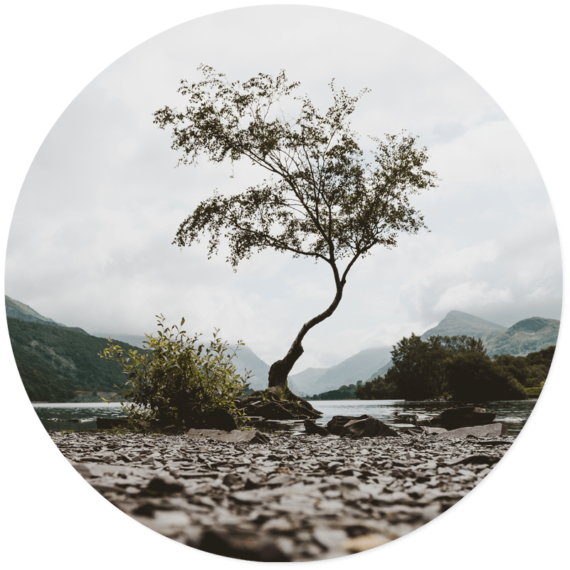 Wall circle mystic tree