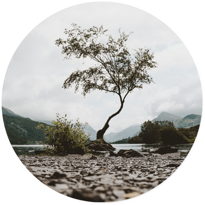 Wall circle mystic tree