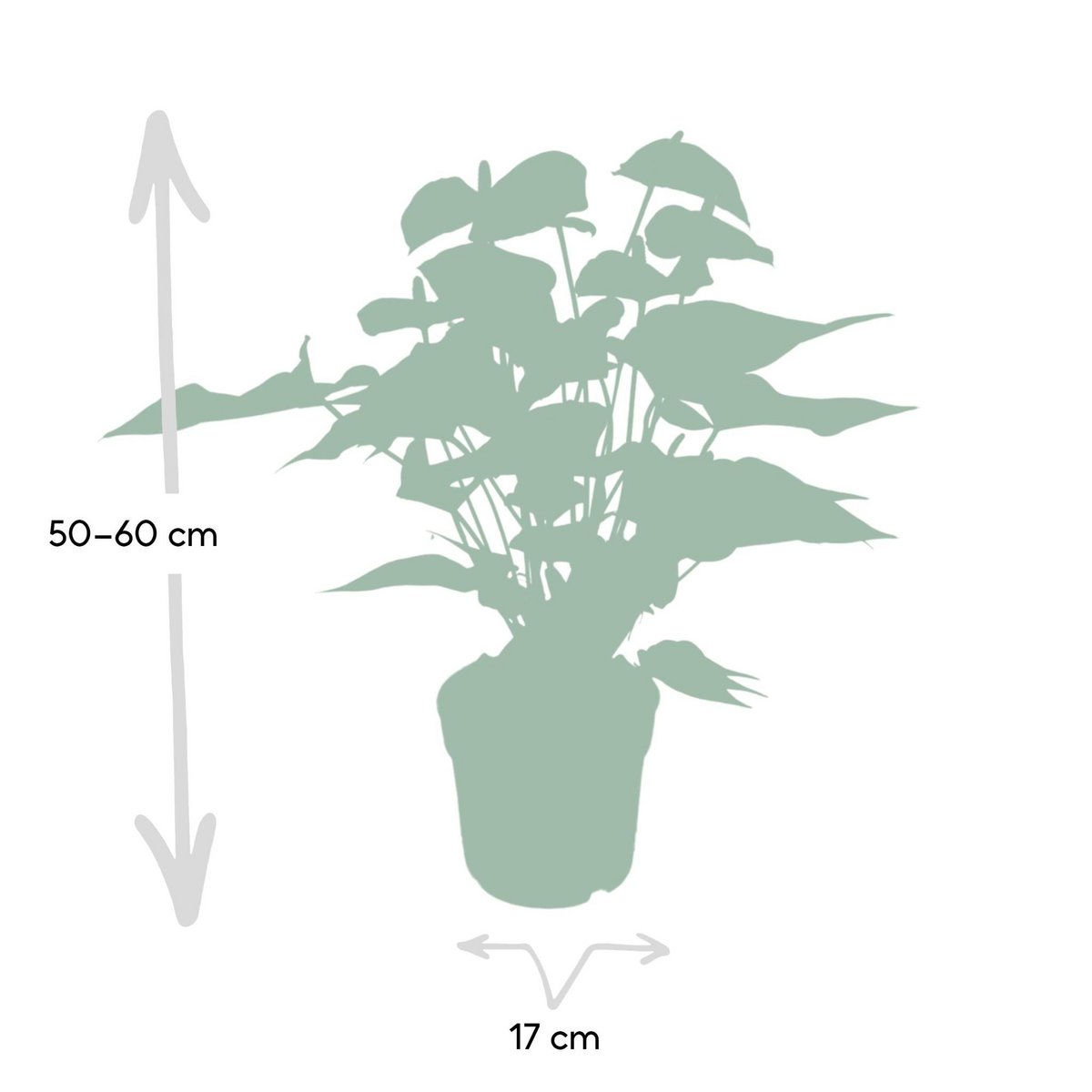 Anthurium Red kamerplant Ø17cm ↕55cm