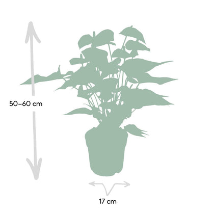 Anthurium Red kamerplant Ø17cm ↕55cm