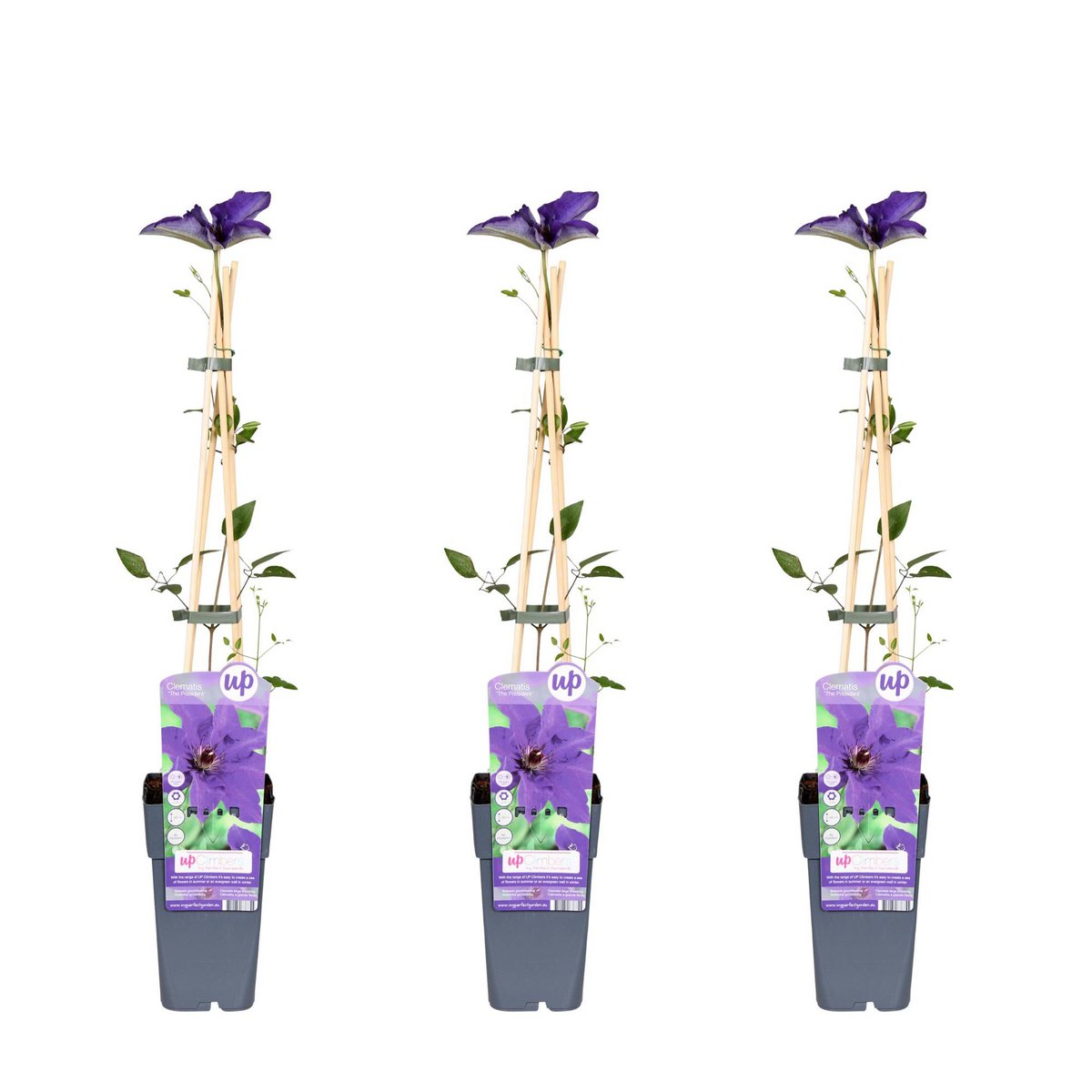 3x - Clematis The President - ↨65cm - Ø15