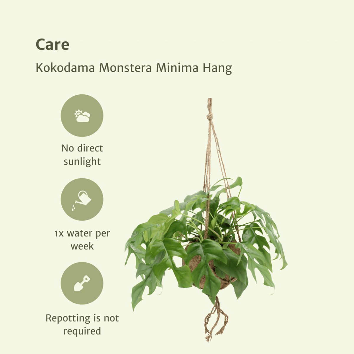 Kokodama Monstera Minima Hang Twee Stuks Gatenplant 15 Cm
