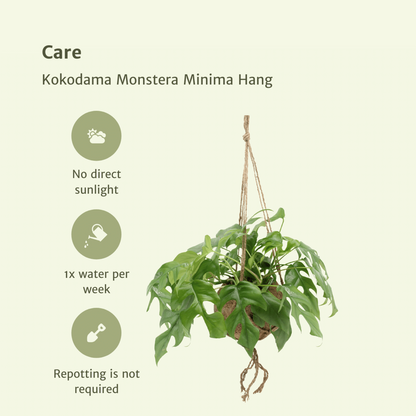 Kokodama Monstera Minima Hang Twee Stuks Gatenplant 15 Cm
