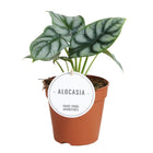 Alocasia Silver Dragon plant Ø12cm 25cm