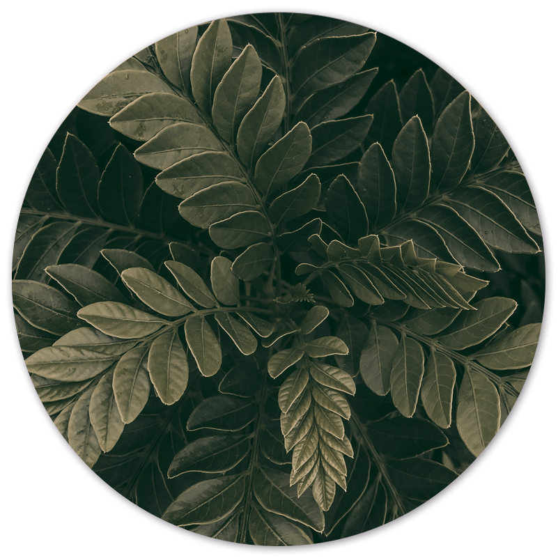 Muurcirkel greeny Dibond/Forex Ø12-140 cm