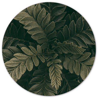 Muurcirkel greeny Dibond/Forex Ø12-140 cm