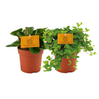 Peperomia Duo 2 stuks Ø10,5cm ↕15cm