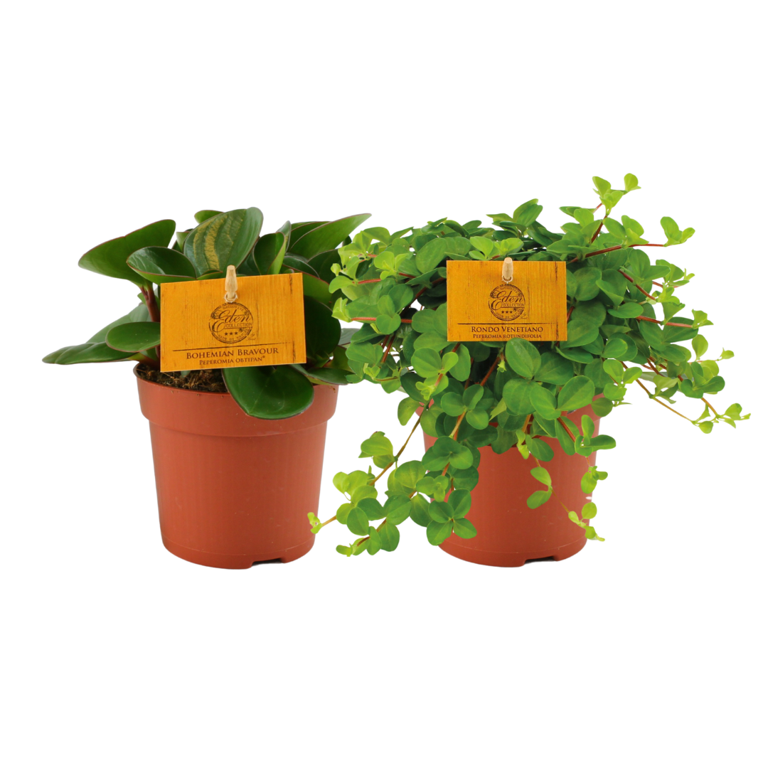 Peperomia Duo 2 stuks Ø10,5cm ↕15cm