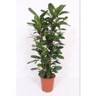 Kamerplant Ficus Cyathistipula H120 cm