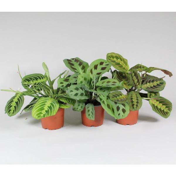 Maranta Leuconeura 'Fascinator' Mix 3 Soorten