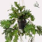 Kunstplant Philodendron 80 cm hangplant