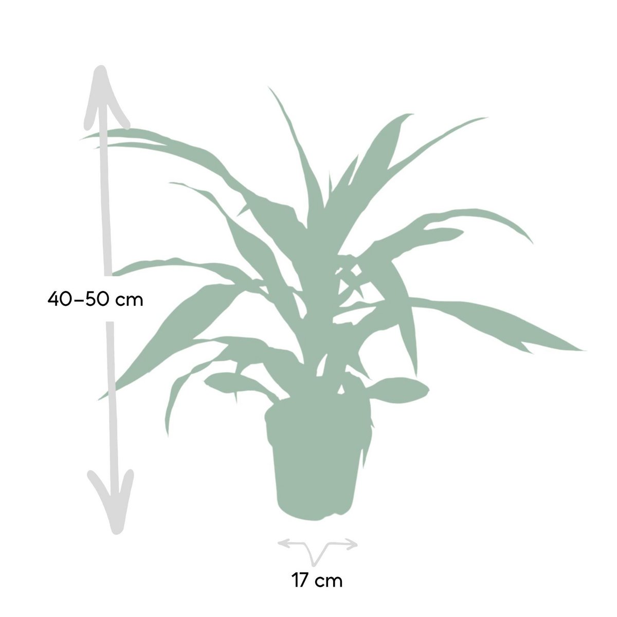 Dracaena Lemon Lime kamerplant Ø17cm ↕40cm