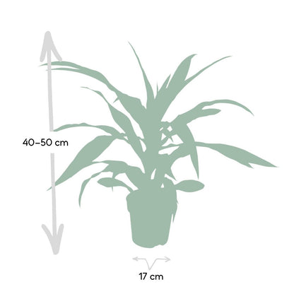 Dracaena Lemon Lime kamerplant Ø17cm ↕40cm