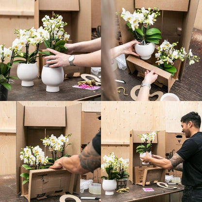 Plantenset met roze Phalaenopsis orchidee en Rhipsalis in sierpotten op dienblad