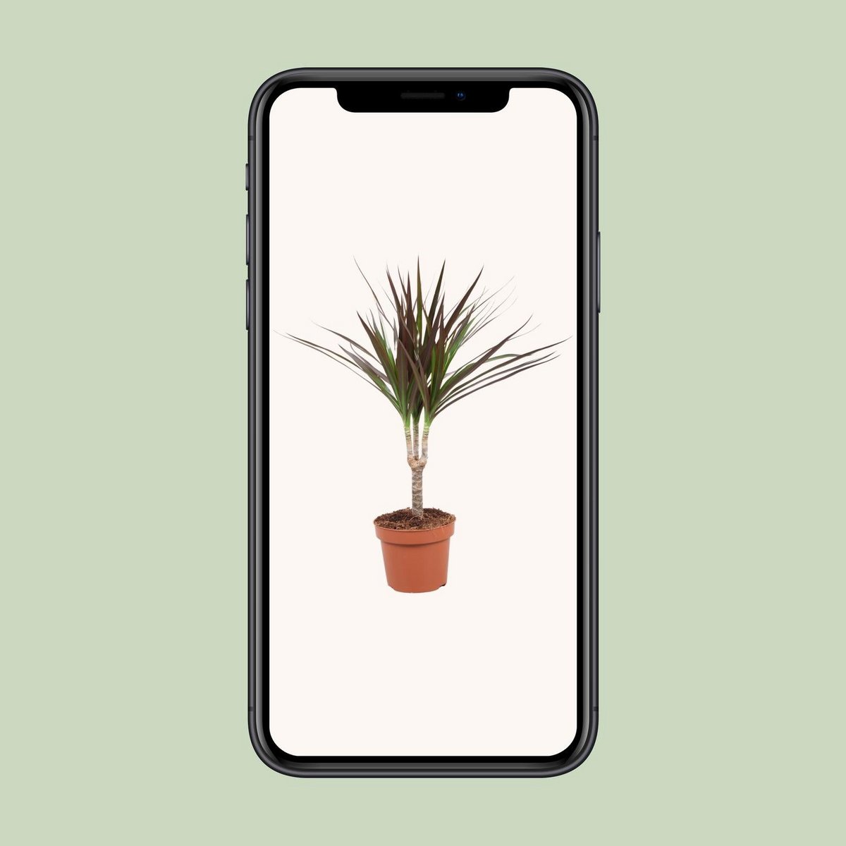 Dracaena Magenta kamerplant Ø12cm ↕50cm
