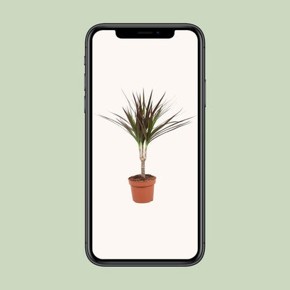 Dracaena Magenta kamerplant Ø12cm ↕50cm