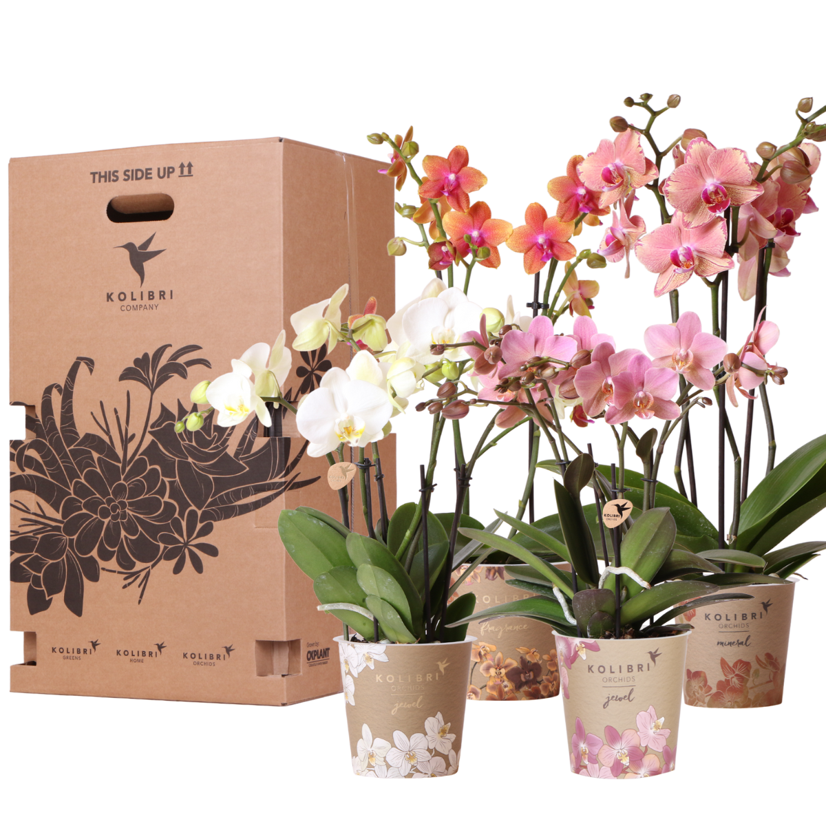 Verrassingsbox: 4 Verschillende Orchideeën - Potmaat 12 cm