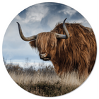 Muurcirkel buffel Dibond/Forex Ø12-140 cm
