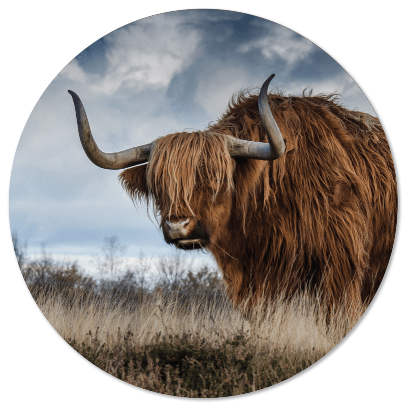 Muurcirkel buffel Dibond/Forex Ø12-140 cm