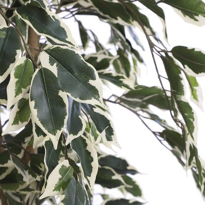 Kunstplant Ficus H150xØ75 cm groen