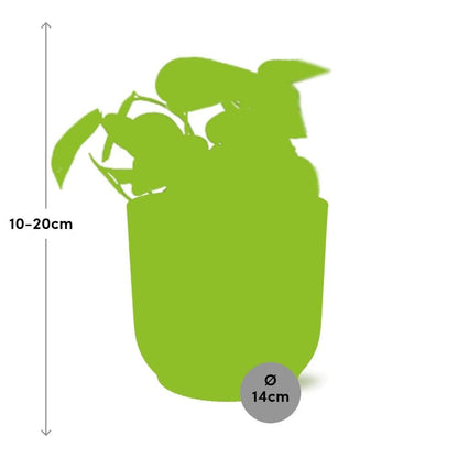 Scindapsus Trebie kamerplant 14 cm roze pot