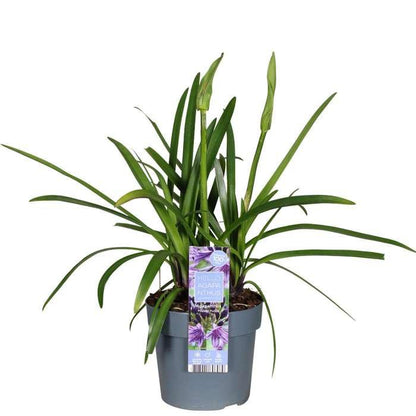 Agapanthus Poppin Purple pot Ø19 cm