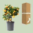 Citrus Calamondin kamerplant 40 cm P15