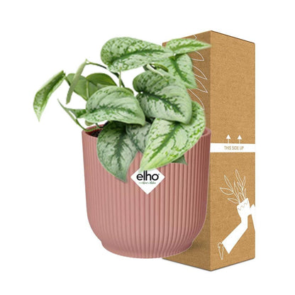 Scindapsus Trebie kamerplant 14 cm roze pot