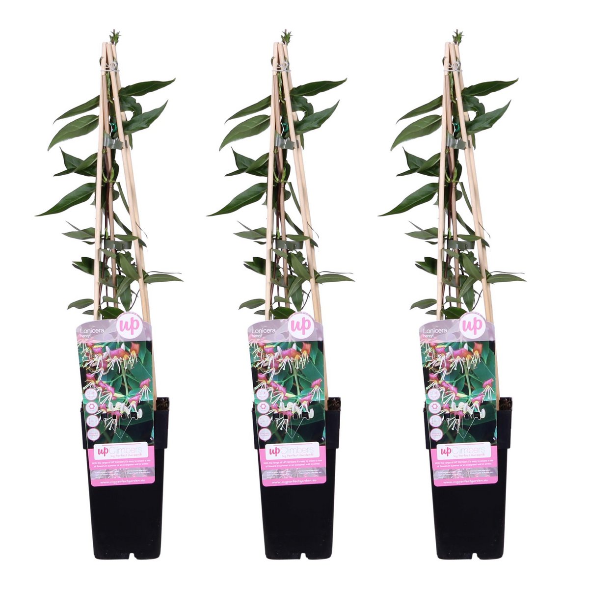 Kamperfoelie Lonicera Henryi 3x 65cm pot Ø15cm