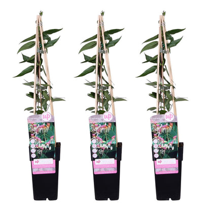 Kamperfoelie Lonicera Henryi 3x 65cm pot Ø15cm