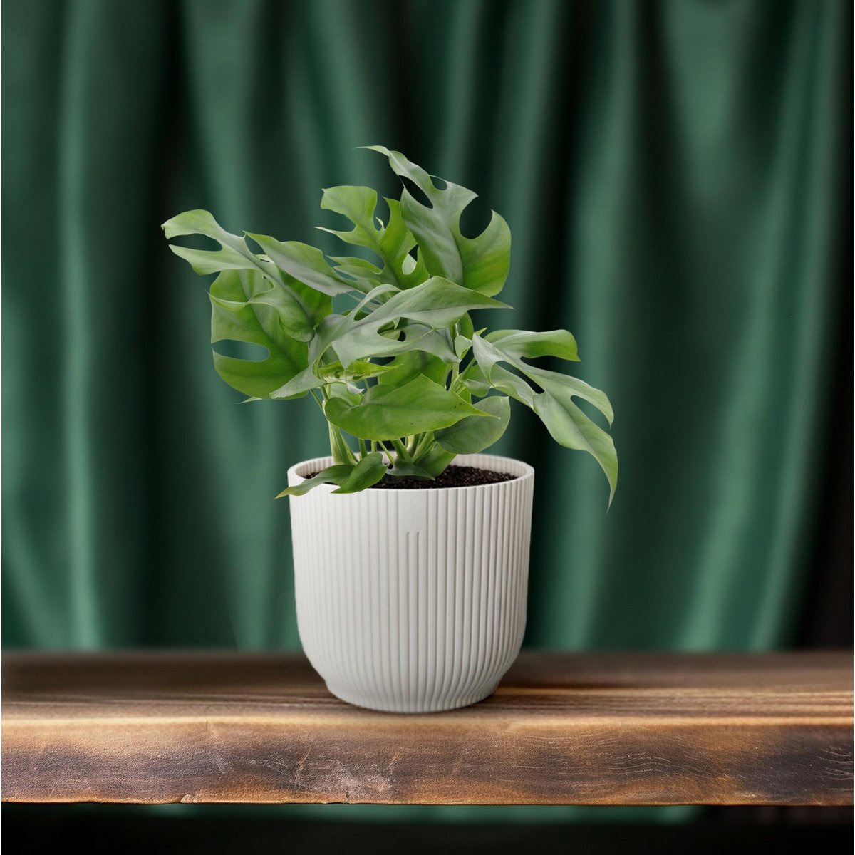 Monstera kamerplant 25 cm potmaat 12 cm