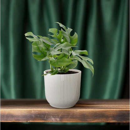 Monstera kamerplant 25 cm potmaat 12 cm