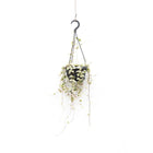 Ceropegia Merel hangplant Ø14cm 50cm